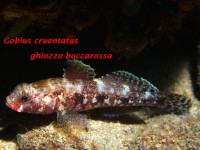 /album/galleria-foto-galleria-fotografica/phoca-thumb-l-cruentatus-jpg/